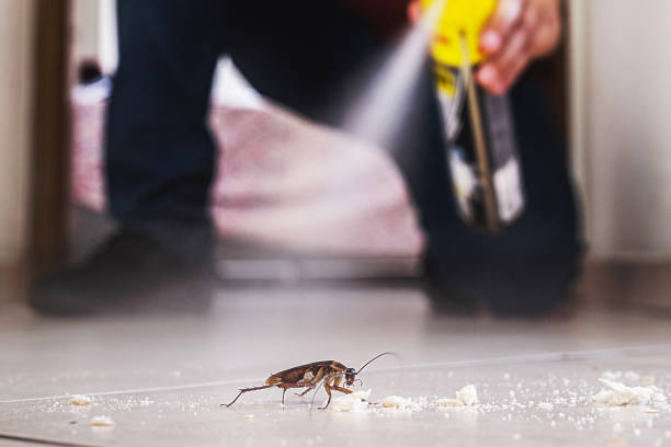 Insect Control in Little Rock, AR